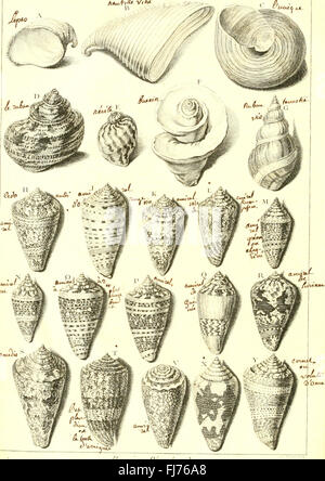 L ' histoire Naturelle C3A9claircie Dans Deux de ses Parteien Principales, la Lithologie et la Conchyliologie - nicht l'une Traite des Pierres et l ' autre des Coquillages - Ouvrage Dans Lequel auf Trouvé Une Stockfoto