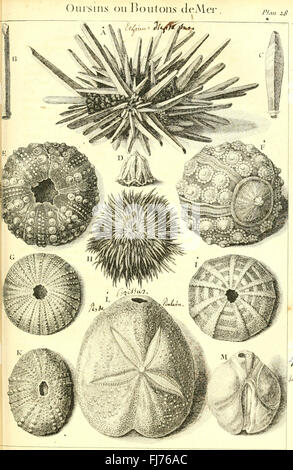 L ' histoire Naturelle C3A9claircie Dans Deux de ses Parteien Principales, la Lithologie et la Conchyliologie - nicht l'une Traite des Pierres et l ' autre des Coquillages - Ouvrage Dans Lequel auf Trouvé Une Stockfoto