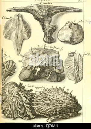 L ' histoire Naturelle C3A9claircie Dans Deux de ses Parteien Principales, la Lithologie et la Conchyliologie - nicht l'une Traite des Pierres et l ' autre des Coquillages - Ouvrage Dans Lequel auf Trouvé Une Stockfoto