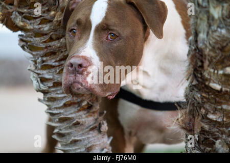 Braun und weiß setzen Bull Mix spähen durch die Bäume Stockfoto