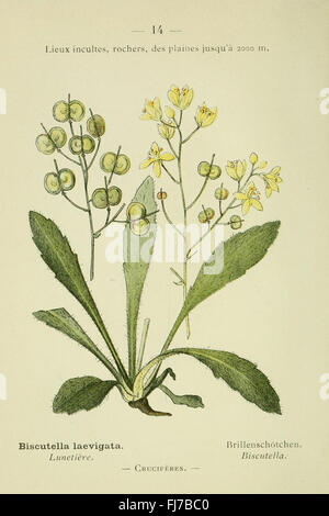 Ein kleiner, illustrierter Flora-Guide zu den Pflanzen der Alpen und Pyrenäen, der sich auf die in diesen Bergregionen gefundenen Arten konzentriert. Stockfoto