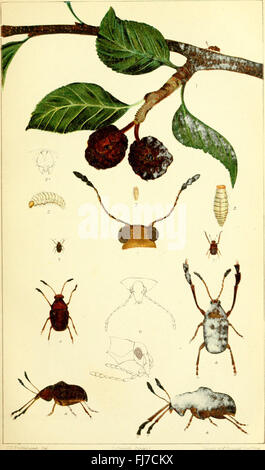 Ein Handbuch der zerstörenden Insekten von Victoria - mit Notizen über die Methoden zu überprüfen und sie auszurotten, (1891) Stockfoto