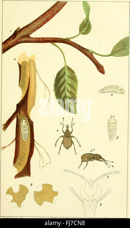 Ein Handbuch der zerstörenden Insekten von Victoria - mit Notizen über die Methoden zu überprüfen und sie auszurotten, (1891) Stockfoto