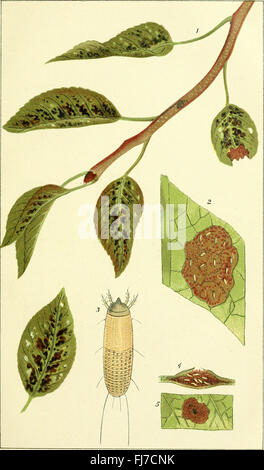 Ein Handbuch der zerstörenden Insekten von Victoria - mit Notizen über die Methoden zu überprüfen und sie auszurotten, (1891) Stockfoto