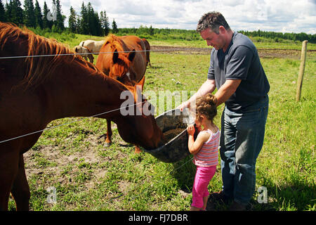 Mann Rancher Fütterung Pferde mit seiner jungen Tochter auf einer Ranch in Alberta, Kanada Stockfoto