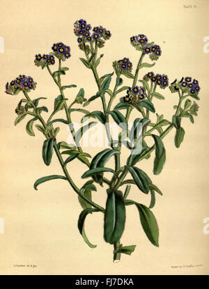 Illustration aus Paxton's Flower Garden mit verschiedenen Pflanzenarten aus dem Missouri Botanical Garden, Peter H. Raven Library. Stockfoto