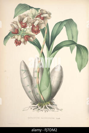 Botanische Illustration der Pescatorea-Arten, einer Orchidee aus der Familie der Orchidaceae, die im Missouri Botanical Garden, Peter H. Raven Library, ausgestellt wurde. Stockfoto