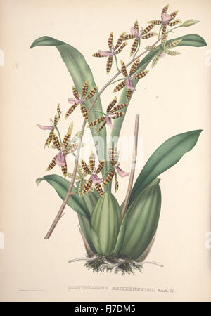 Eine Illustration der Pescatorea-Orchideenart aus dem Missouri Botanical Garden, die detaillierte Merkmale dieser Orchideensorte innerhalb der Orchidaceae-Familie zeigt. Stockfoto