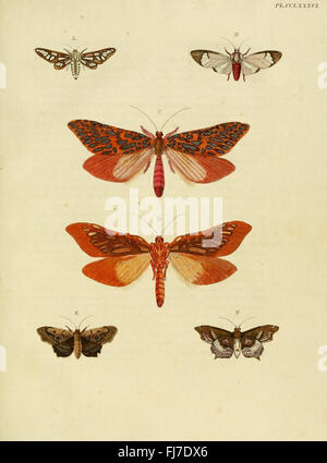 Illustration aus 'de uitlandsche kapellen', einem Werk, das ausländische Schmetterlinge katalogisiert, aus der Smithsonian Institution Libraries, mit Schwerpunkt auf Lepidoptera aus Suriname. Stockfoto