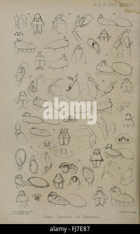 Proceedings of the Zoological Society of London Stockfoto