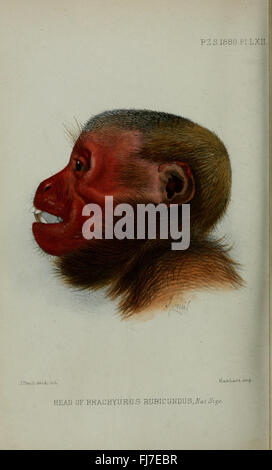 Proceedings of the Zoological Society of London Stockfoto