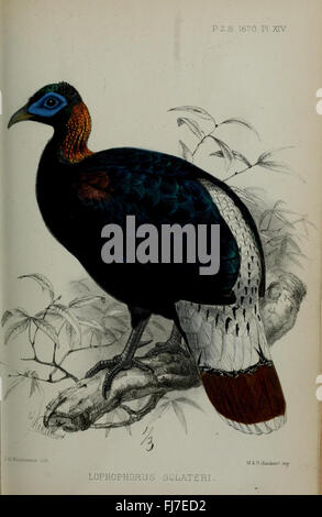 Proceedings of the Zoological Society of London (pl. XIV) Stockfoto