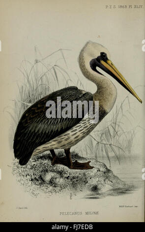 Eine wissenschaftliche Zeitschrift mit zoologischen Forschungen, Artenbeschreibungen und naturhistorischen Studien. Stockfoto