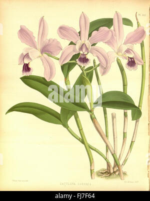 R. Warner & B.S. Williams - The Orchid Album - Band 07 - Platte Stockfoto