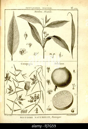 Diese botanische Platte aus dem „Recueil de Planches de botanique