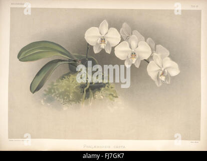 Ein botanisches Werk, das Orchideen gewidmet ist und verschiedene Arten der Familie der Orchidaceae durch detaillierte Illustrationen und wissenschaftliche Beschreibungen zeigt. Die Arbeit konzentriert sich auf die Schönheit und Vielfalt von Orchideen und bietet einen Katalog von Arten, Anbaumethoden und Lebensrauminformationen, der zum Verständnis und zur Wertschätzung von Orchideen in der Botanik und im Gartenbau beiträgt. Stockfoto
