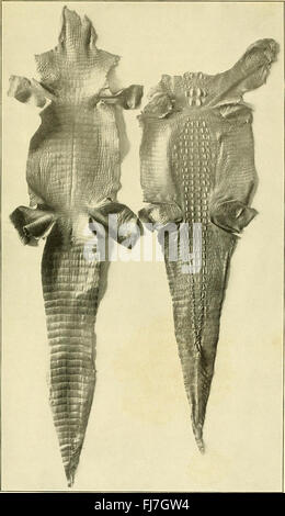 Dieser Bericht der Kommission für Fisch und Fischerei der Vereinigten Staaten von Amerika aus dem Jahr 1902 enthält Forschungsergebnisse und Empfehlungen zur Bewirtschaftung von aquatischen Lebewesen und Fischereien. Es konzentriert sich auf Artenschutz und Ökosystemgesundheit. Stockfoto