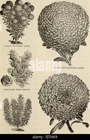 F und J Farquhar und Co Katalog 1894 - zuverlässigere getestete Samen Pflanzen Blumenzwiebeln Düngemittel Werkzeuge etc. (1894) Stockfoto