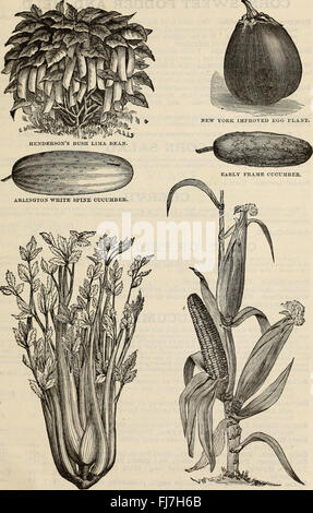 F und J Farquhar und Co Katalog 1894 - zuverlässigere getestete Samen Pflanzen Blumenzwiebeln Düngemittel Werkzeuge etc. (1894) Stockfoto