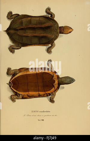 Species novae Testudinum quas in itinere annis 1817-1820: Eine Sammlung neu entdeckter Schildkrötenarten während einer Expedition nach Brasilien von 1817 bis 1820 mit detaillierten Beschreibungen und Klassifizierungen. Stockfoto