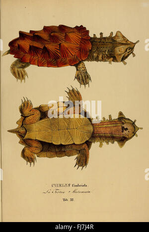 Species novae Testudinum quas in itinere annis 1817-1820 - neue Schildkrötenarten entdeckt während einer Expedition nach Brasilien (1817-1820) Stockfoto