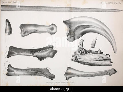 Synopsis of the ausgestorbenen Batrachia, Reptilia and Aves of North America, eine Fossilienstudie über Amphibien, Reptilien und Vögel, die in den Smithsonian Institution Libraries untergebracht ist. Stockfoto