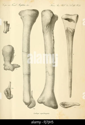 Synopsis der ausgestorbenen Batrachia, Reptilia und Aves von Nordamerika, Amphibien, fossile Vögel, fossile Reptilien, fossile Smithsonian Institution Bibliotheken Wirbeltiere, Fossil Stockfoto