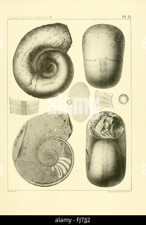 SystC3AAme Silurien du centre De La BohC3AAme (pl. 13) Stockfoto