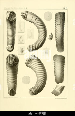 SystC3AAme Silurien du centre De La BohC3AAme (pl. 17) Stockfoto