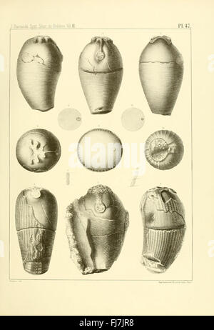 SystC3AAme Silurien du centre De La BohC3AAme (pl. 47) Stockfoto