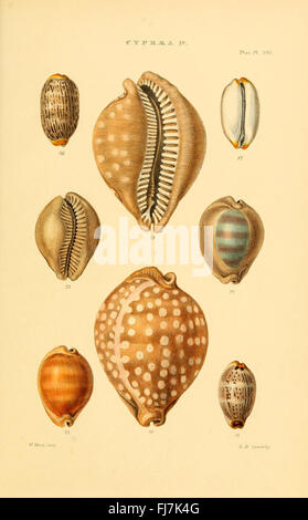 Thesaurus conchyliorum, oder Monographien von Gattungen von Muscheln, Weichtieren Stockfoto