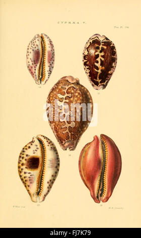 Thesaurus conchyliorum, oder Monografien von Gattungen von Muscheln, Weichtieren, Bildwerken, Smithsonian Institution Libraries Stockfoto