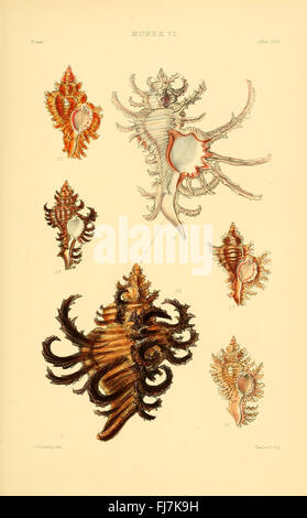 Monographien von Shell Genera, Mollusks, Smithsonian Institution Libraries Stockfoto