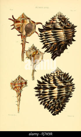 Thesaurus conchyliorum, oder Monographien von Gattungen von Muscheln, Smithsonian Institution Libraries Stockfoto