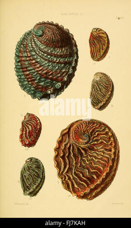 Thesaurus Conchyliorum oder Monographien der Gattungen von Muscheln (Thes. TF. 431) Stockfoto
