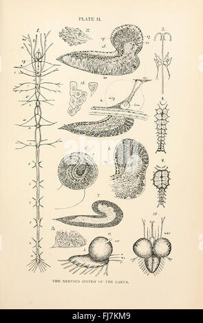 Anatomie, Physiologie, Morphologie und Entwicklung der Schlag-Fliege (Hexamerinaufnahme Erythrocephala) (Platte II) Stockfoto