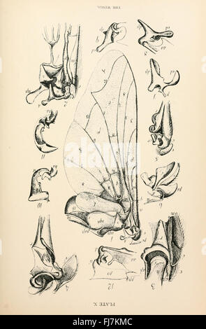 Anatomie, Physiologie, Morphologie und Entwicklung der Schlag-Fliege (Hexamerinaufnahme Erythrocephala) (Platte IX) Stockfoto