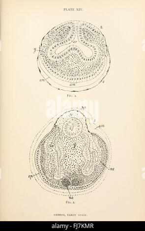 Anatomie, Physiologie, Morphologie und Entwicklung der Schlag-Fliege (Hexamerinaufnahme Erythrocephala) (Platte XIV) Stockfoto