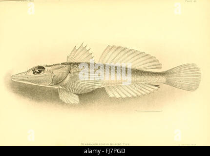 Die Tiefsee Fische (der Hawaii-Inseln) (Platte 82) Stockfoto