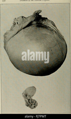 Die Krankheiten der Geschlechtsorgane von Haustieren (1921) Stockfoto