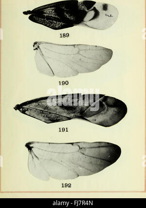 Die äußere Anatomie der Capsidae (1917) Stockfoto