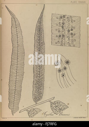Botanische Illustration von Farnen aus den „Fernen von Britisch-Indien“ mit detaillierten Darstellungen der indischen Flora im Missouri Botanical Garden Stockfoto