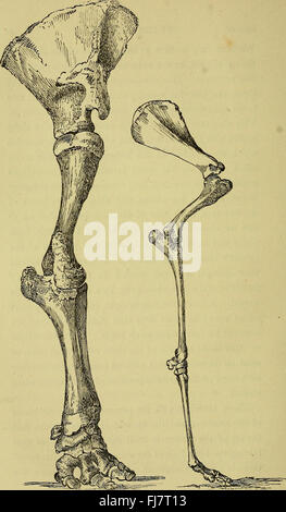 Die Hand - der Mechanismus und wichtige Stiftungen als Design zeigen, und illustrieren die Kraft, Weisheit und Güte Gottes (1874) Stockfoto