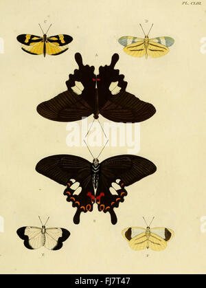 Eine Ergänzung zu den Arbeiten über fremde Schmetterlinge mit Illustrationen exotischer Motten aus Suriname Stockfoto