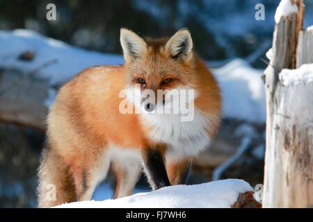 Heulender Wolf Stockfoto