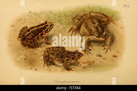 Die schwanzlosen Amphibien Europas Stockfoto