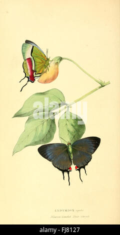 Zoologische Illustrationen oder, Original Abbildungen und Beschreibungen der neue, seltene oder interessante Tiere, vor allem aus den Klassen der Ornithologie, Entomologie und Conchology ausgewählt und angeordnet (Platte 85) Stockfoto