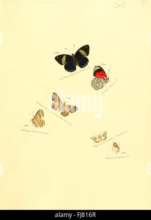 Eine Sammlung exotischer Schmetterlinge und Falter mit detaillierten Abbildungen und Artenidentifikation Stockfoto