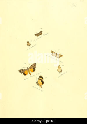 Zuträge zur Sammlung Exotischer Schmetterlinge (sic) (Platte 10) Stockfoto