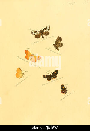 Platte 102 aus *Zuträgt zur Sammlung exotischer Schmetterlinge* mit exotischen Schmetterlingsarten. Dieses Werk, das sich auf Schmetterlinge konzentriert, bietet detaillierte Illustrationen seltener Falter und Schmetterlinge aus der ganzen Welt. Stockfoto